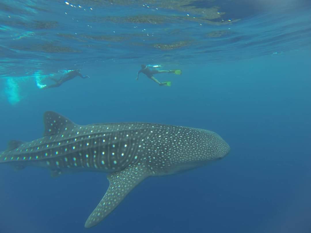 Whale Shark Tour
